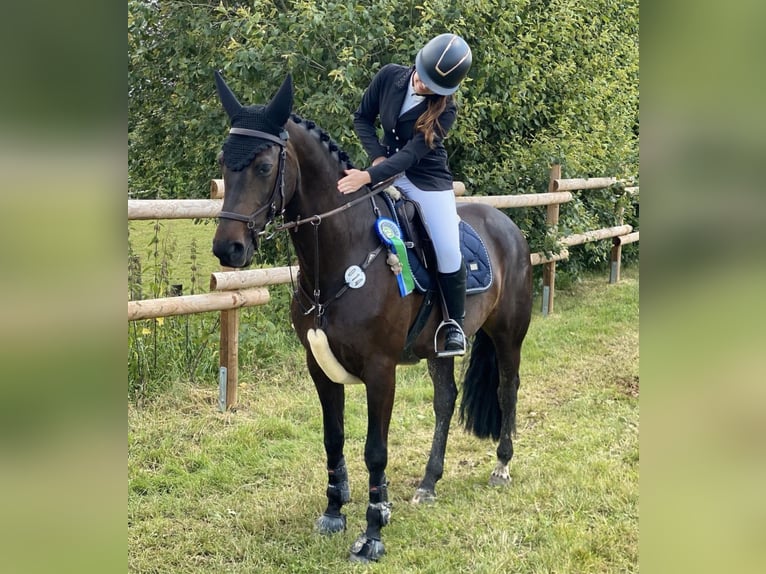 Westphalian Mare 6 years 16,1 hh Bay-Dark in Erkelenz