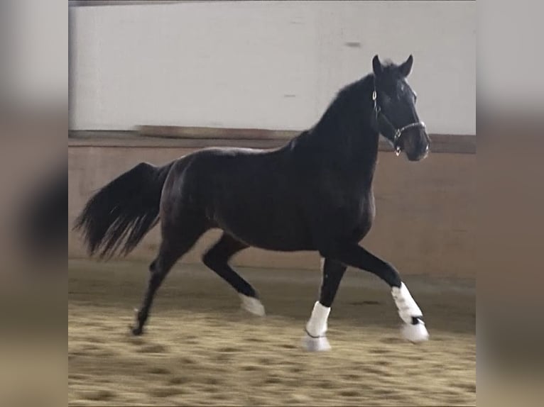 Westphalian Mare 6 years 16,1 hh Bay-Dark in Iserlohn