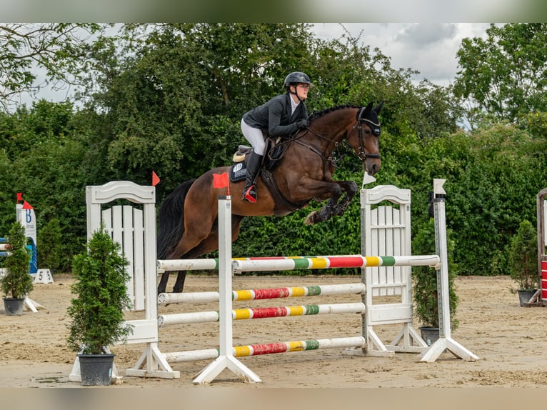 Westphalian, Mare, 6 years, 16.1 hh, Bay-Dark