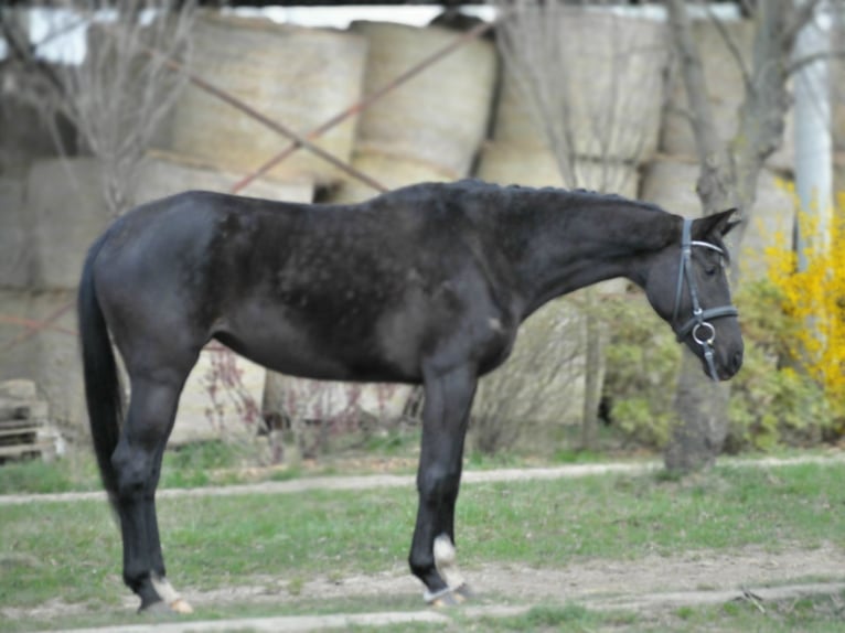 Westphalian Mare 6 years 16.1 hh Black in Schattendorf