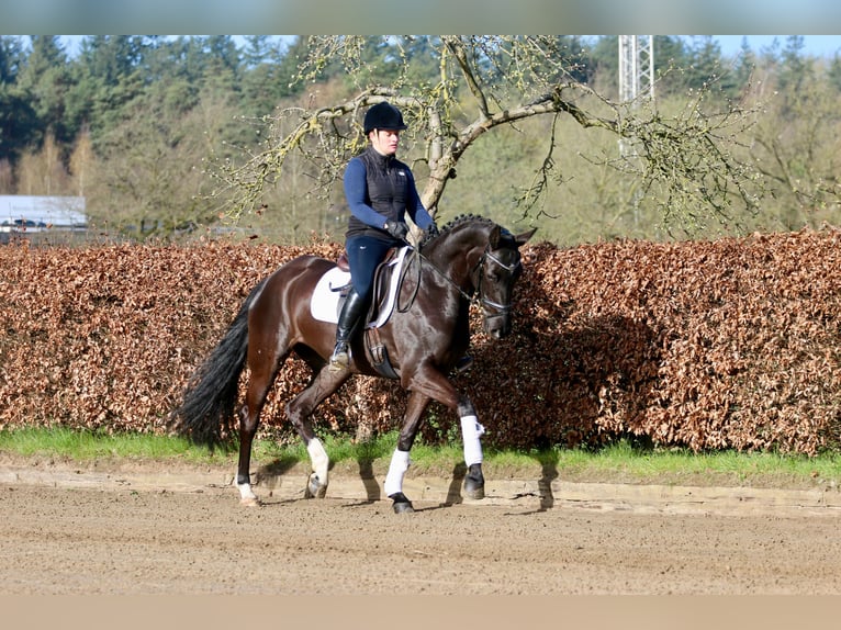 Westphalian Mare 6 years 16.1 hh Black in Hörstel