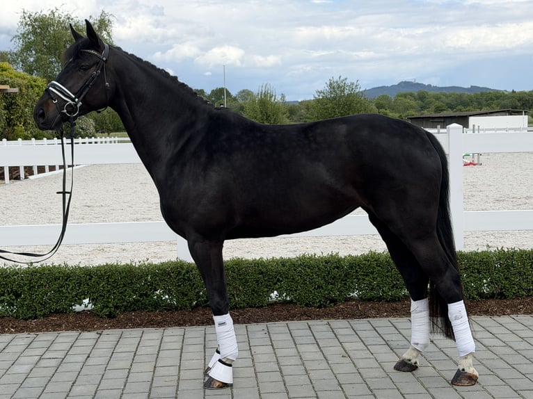Westphalian Mare 6 years 16.1 hh Black in Riedlingen