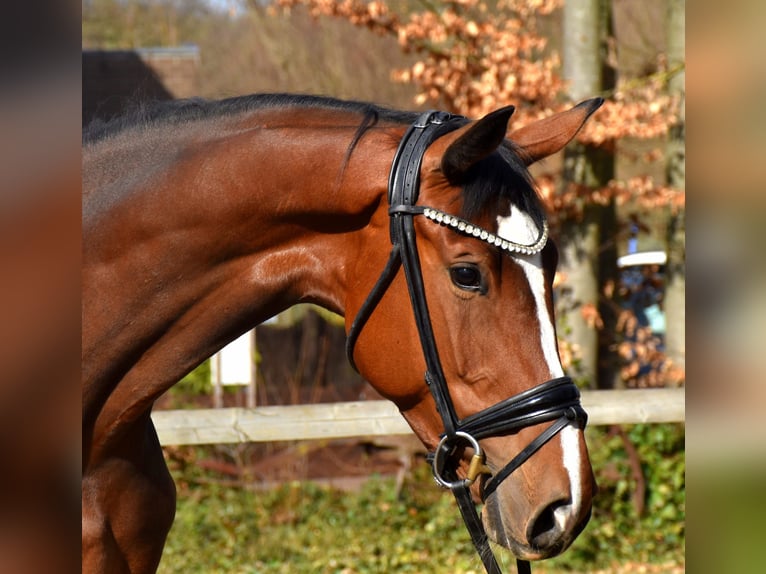 Westphalian Mare 6 years 16.1 hh Brown in Neuss