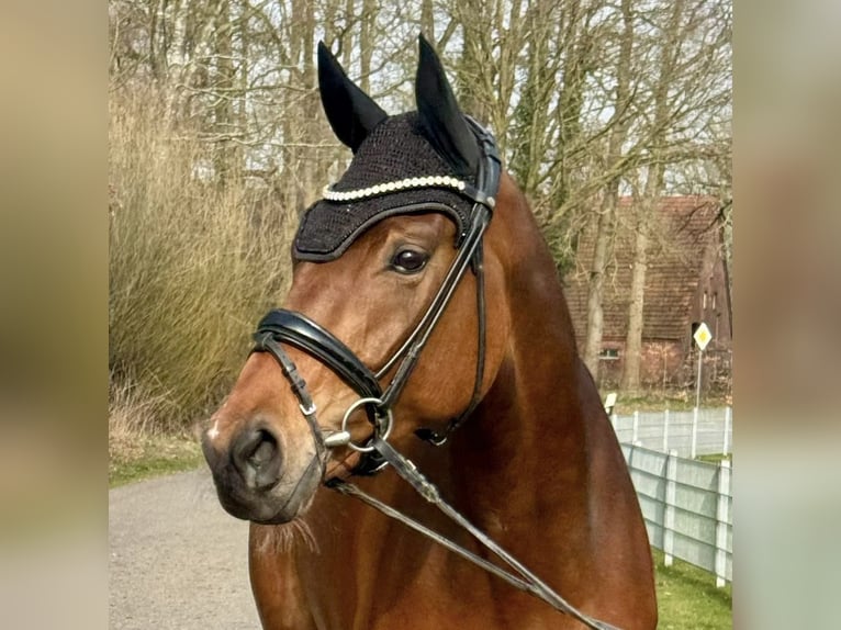 Westphalian Mare 6 years 16.1 hh Brown in Coesfeld