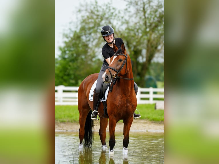 Westphalian Mare 6 years 16.1 hh Brown in Lienen