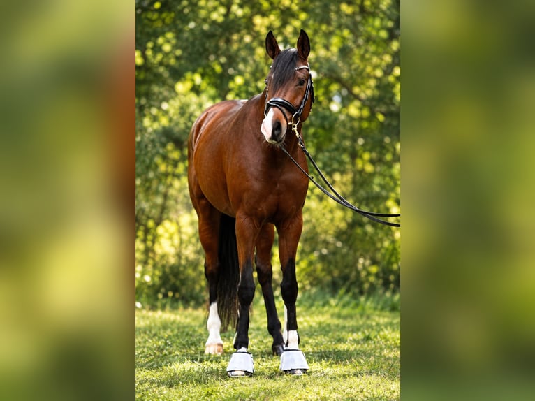 Westphalian Mare 6 years 16.1 hh Brown in Bitterfeld