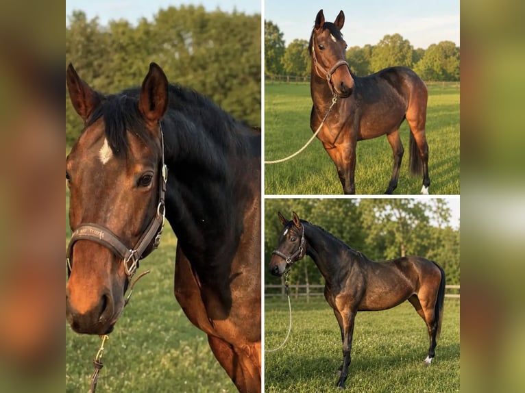 Westphalian Mare 6 years 16.1 hh Brown in Velen