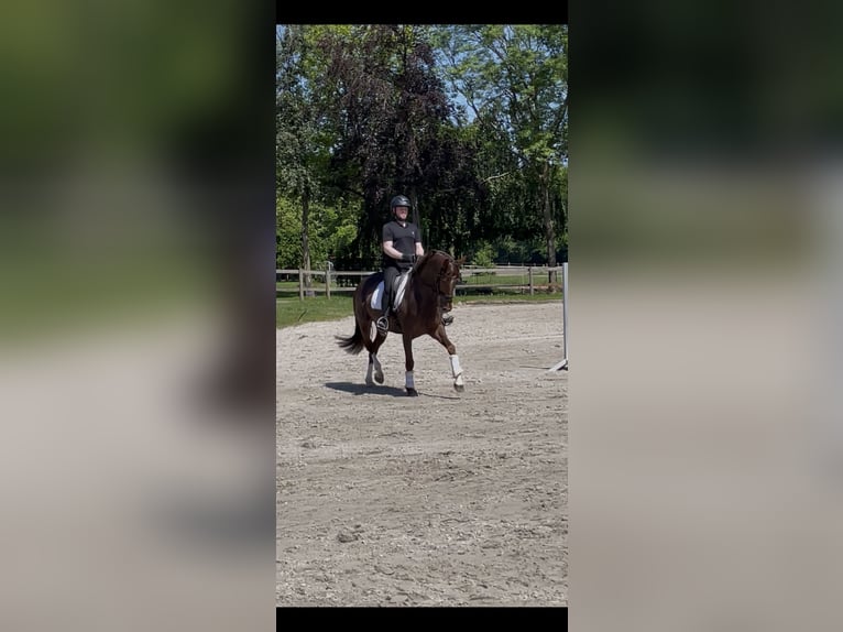Westphalian Mare 6 years 16.1 hh Chestnut in IbbenbürenIbbenbüren