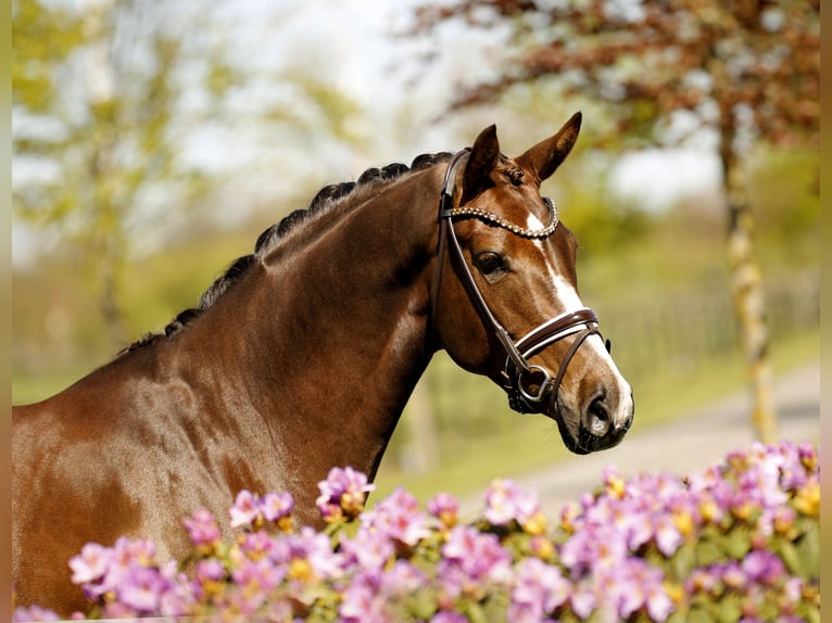 Westphalian Mare 6 years 16.1 hh Chestnut in Diepholz