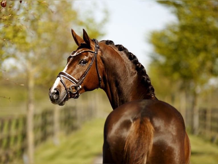 Westphalian Mare 6 years 16.1 hh Chestnut in Diepholz