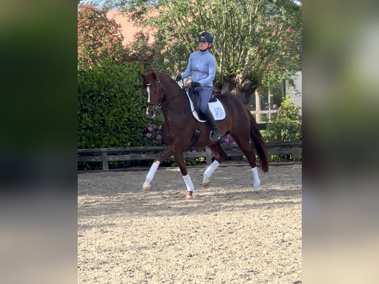 Westphalian, Mare, 6 years, 16.1 hh, Chestnut