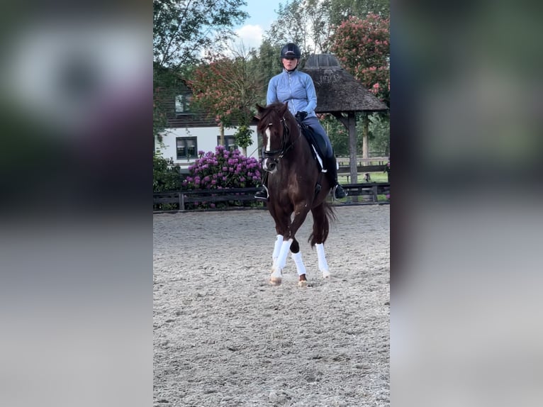 Westphalian Mare 6 years 16.1 hh Chestnut in Schijndel