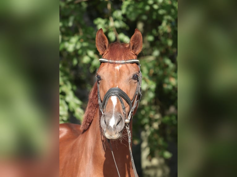 Westphalian Mare 6 years 16,1 hh Chestnut-Red in Ibbenbüren