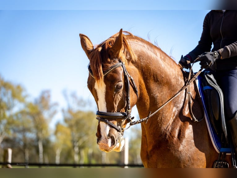 Westphalian Mare 6 years 16.1 hh Chestnut-Red in Kempen