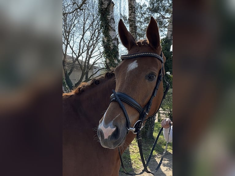 Westphalian Mare 6 years 16.1 hh Chestnut-Red in Darmstadt