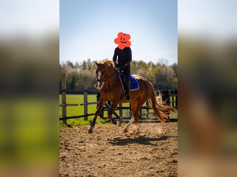 Westphalian Mare 6 years 16.1 hh Chestnut-Red in Wachtendonk/Wankum