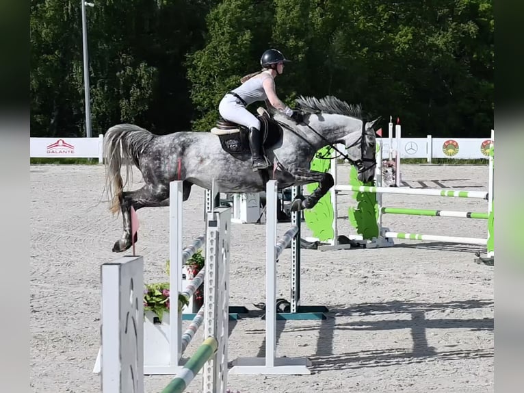 Westphalian Mare 6 years 16.1 hh Grey-Dark-Tan in Liniewko KościerskieWysin