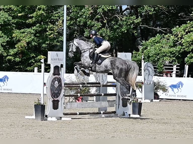 Westphalian Mare 6 years 16.1 hh Grey-Dark-Tan in Liniewko KościerskieWysin