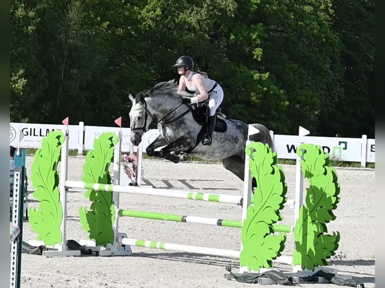 Westphalian, Mare, 6 years, 16.1 hh, Grey-Dark-Tan