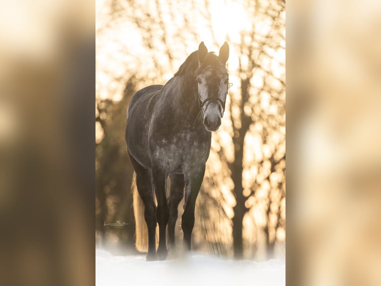 Westphalian Mare 6 years 16.1 hh Grey-Dark-Tan in Willich