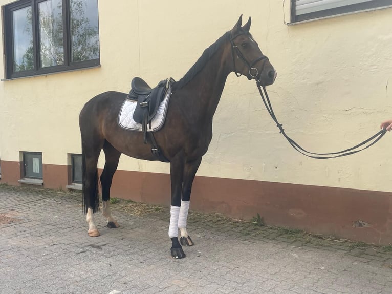 Westphalian Mare 6 years 16,2 hh Bay-Dark in Großostheim