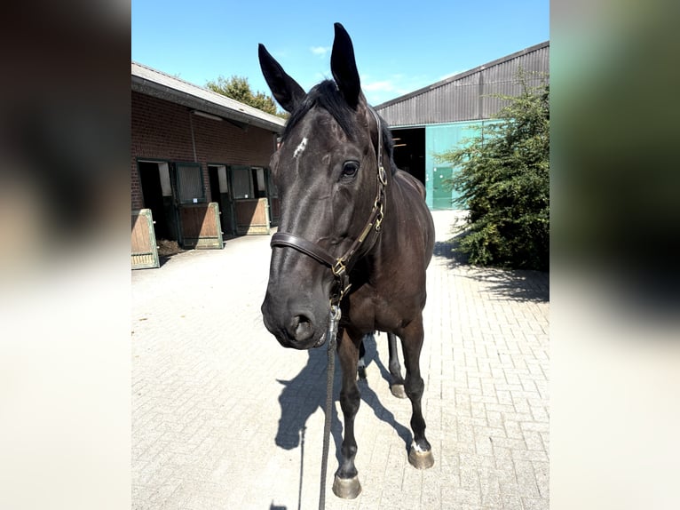 Westphalian Mare 6 years 16.2 hh Black in Nettetal