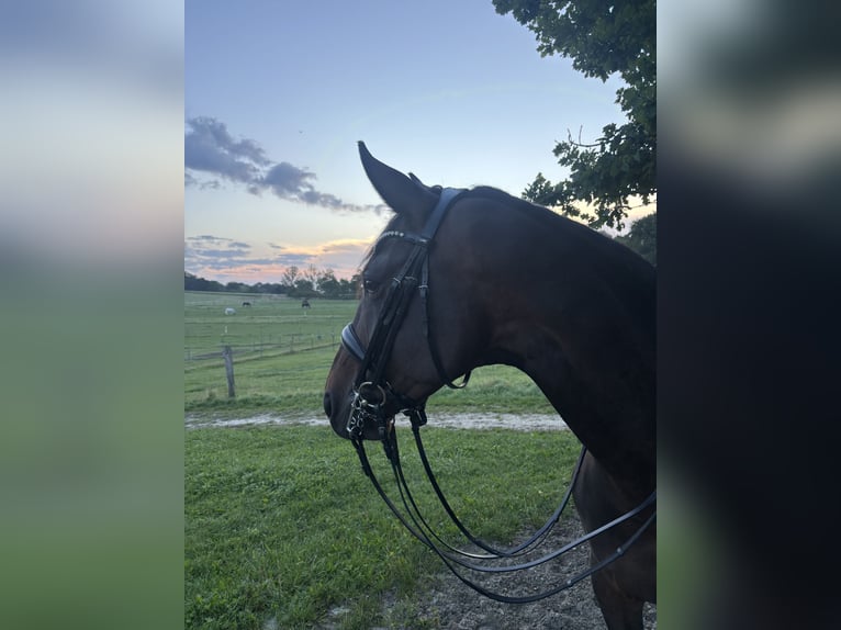 Westphalian Mare 6 years 16.2 hh Brown in Eching