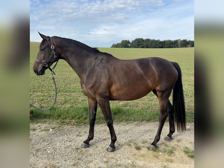 Westphalian Mare 6 years 16.2 hh Brown in Eching