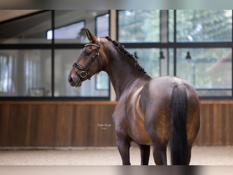 Westphalian Mare 6 years 16,2 hh Brown in Hörstel