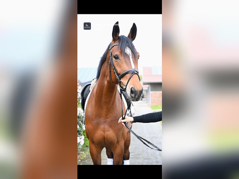 Westphalian Mare 6 years 16,2 hh Brown in Ovelgönne