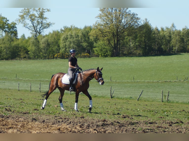 Westphalian Mare 6 years 16.2 hh Brown in Iserlohn