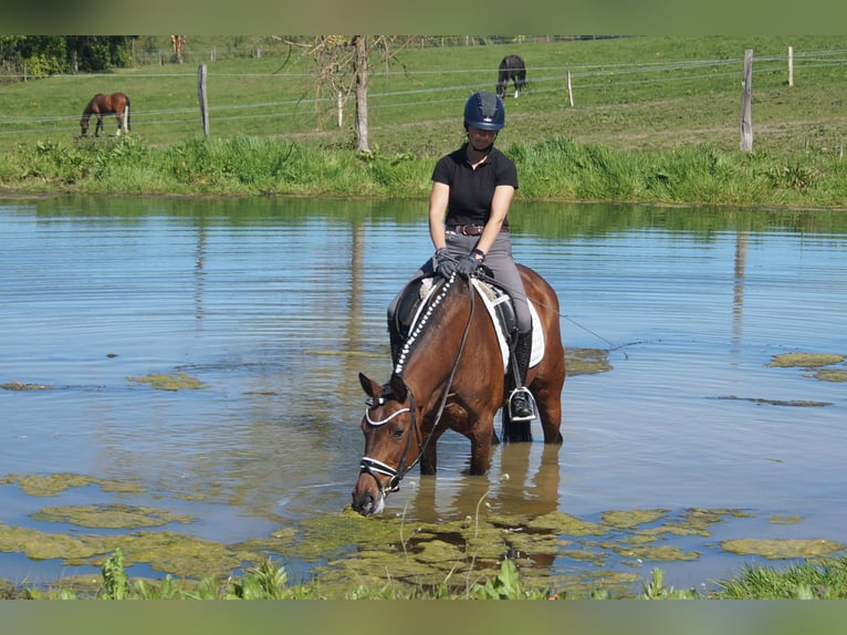 Westphalian Mare 6 years 16.2 hh Brown in Iserlohn