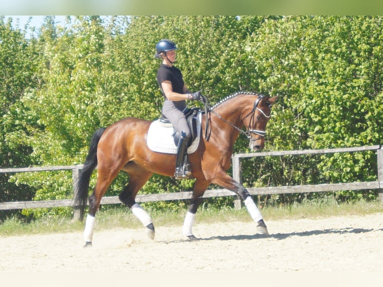 Westphalian Mare 6 years 16.2 hh Brown in Iserlohn
