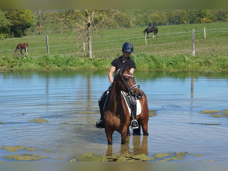 Westphalian Mare 6 years 16.2 hh Brown in Iserlohn