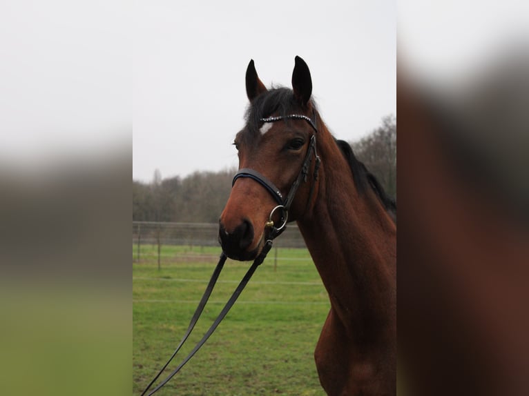 Westphalian Mare 6 years 16,2 hh Brown in Wiesloch