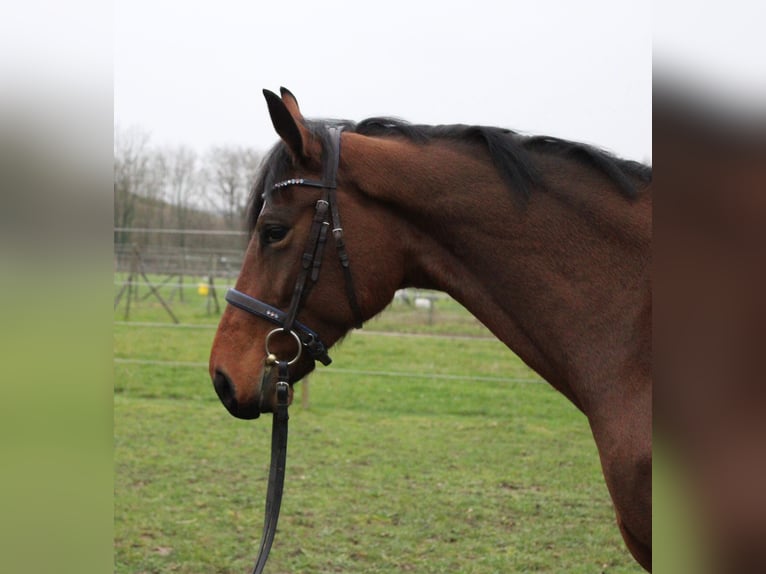 Westphalian Mare 6 years 16,2 hh Brown in Wiesloch