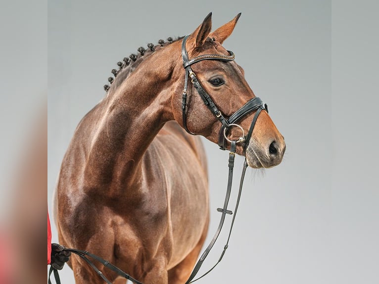 Westphalian Mare 6 years 16,2 hh Brown in Münster-Handorf