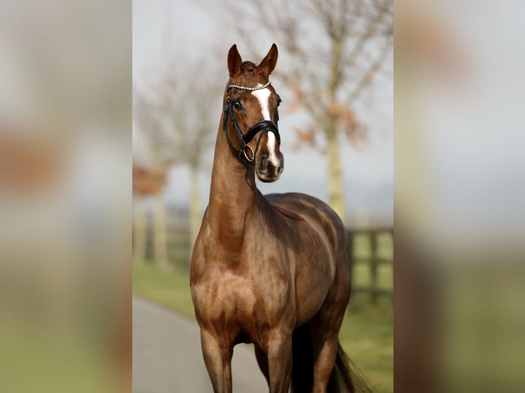 Westphalian Mare 6 years 16,2 hh Chestnut in Diepholz