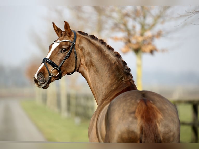 Westphalian Mare 6 years 16,2 hh Chestnut in Diepholz