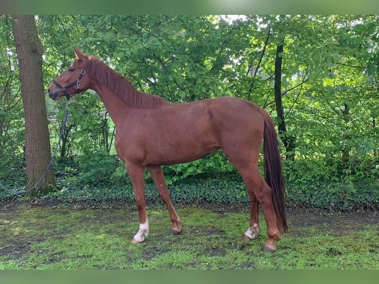 Westphalian Mare 6 years 16.2 hh Chestnut-Red in Ibbenbüren