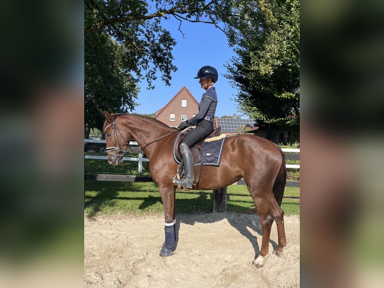 Westphalian Mare 6 years 16,2 hh in Ahlen