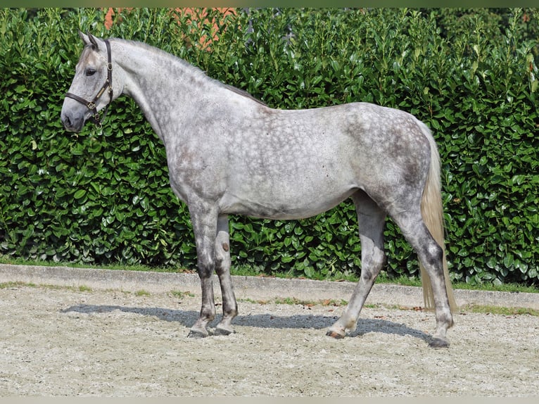 Westphalian Mare 6 years 16,2 hh Gray in Greven