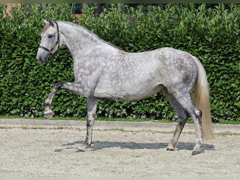 Westphalian Mare 6 years 16,2 hh Gray in Greven