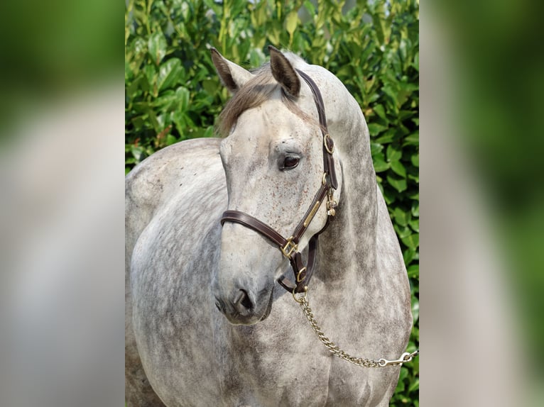 Westphalian Mare 6 years 16,2 hh Gray in Greven