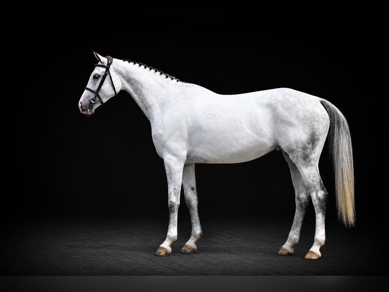 Westphalian Mare 6 years 16.2 hh Grey in Zülpich