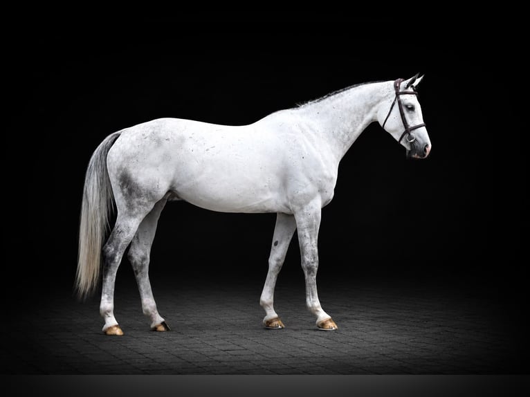 Westphalian Mare 6 years 16.2 hh Grey in Zülpich