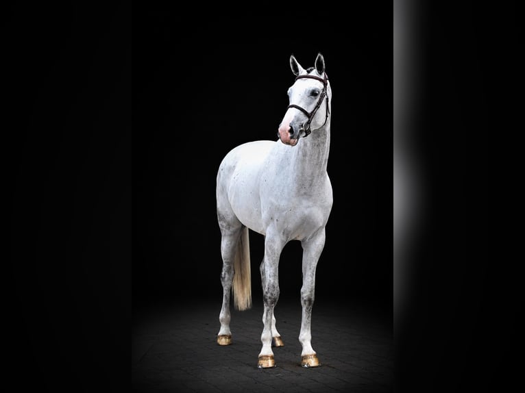 Westphalian Mare 6 years 16.2 hh Grey in Zülpich