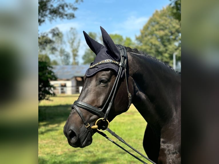 Westphalian Mare 6 years 16,3 hh Bay-Dark in Pulheim