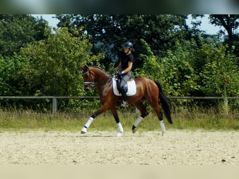 Westphalian Mare 6 years 16,3 hh Brown in Iserlohn