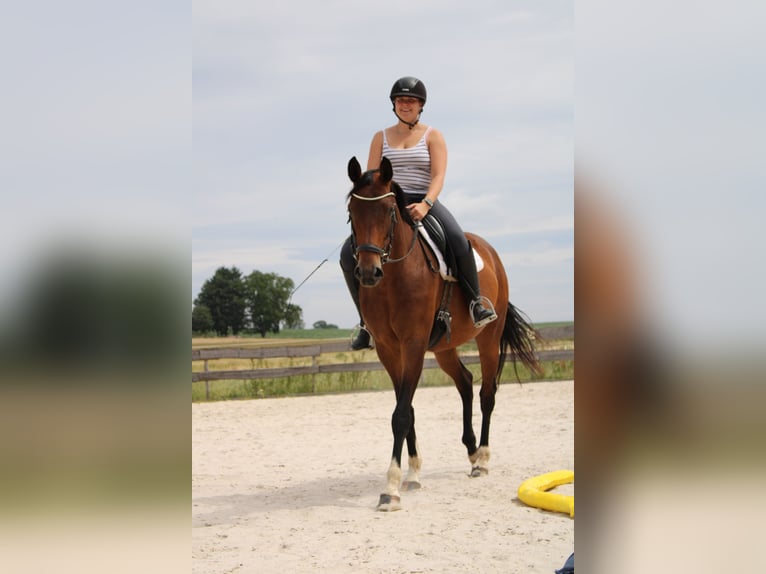 Westphalian Mare 6 years 16.3 hh Brown in Beverungen